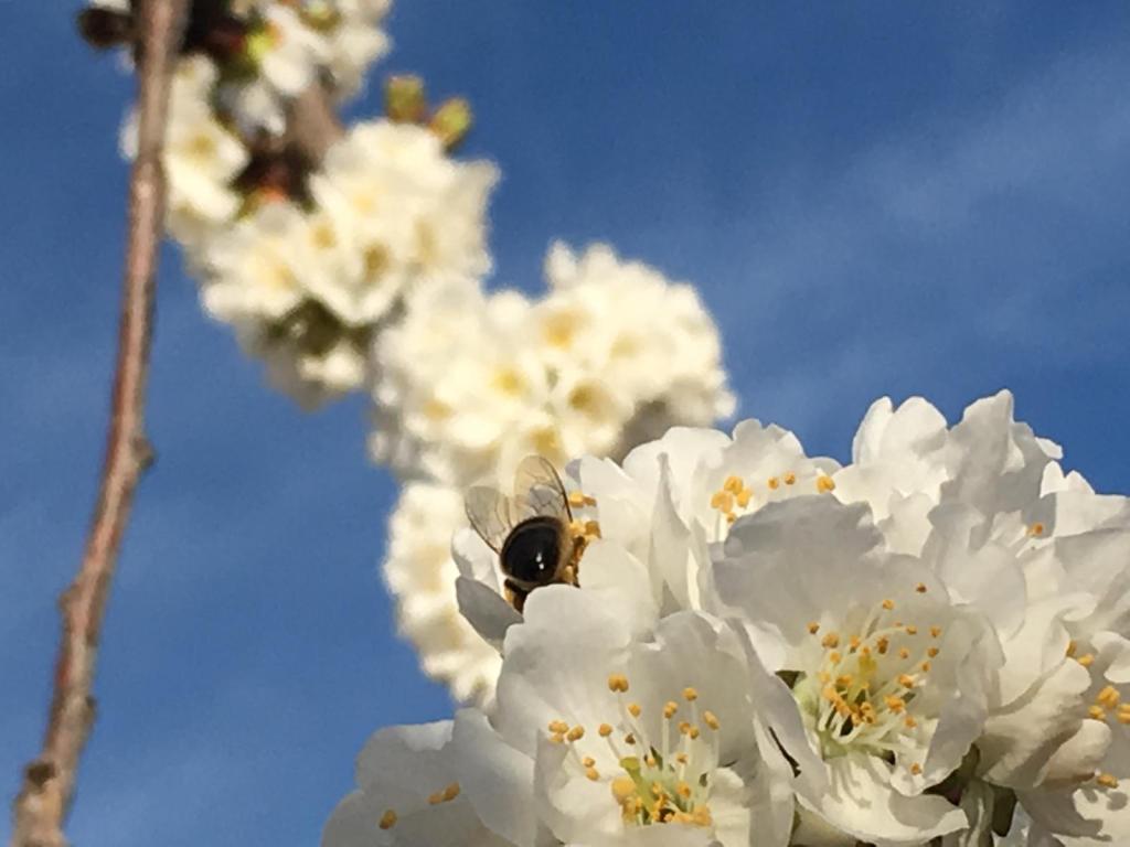 Molt aviat tornarem a verue els cirerers florits